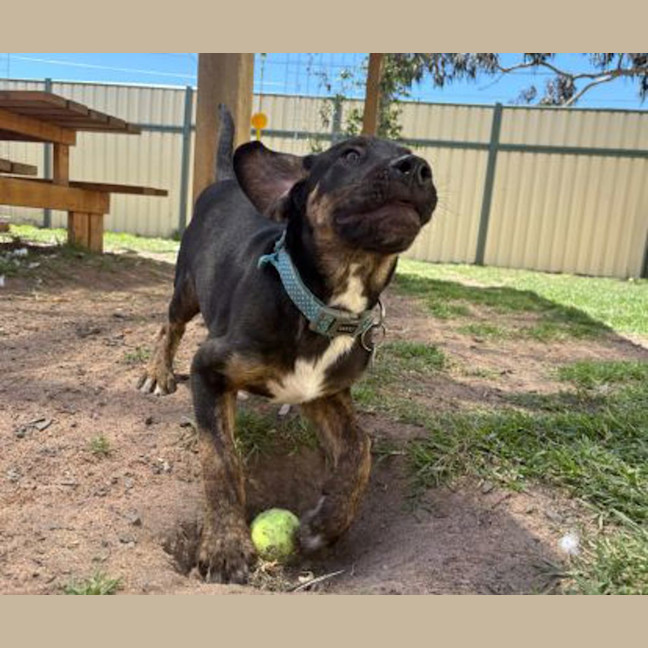 Photo of Ace