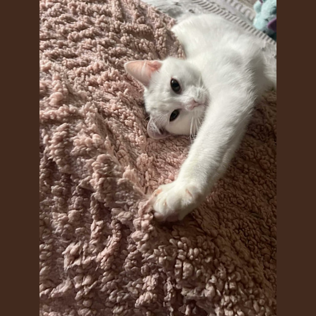 Photo of Lola   In Foster Care In Cranbourne