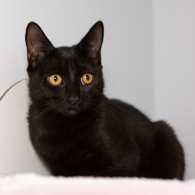 Photo of Kitty Kat