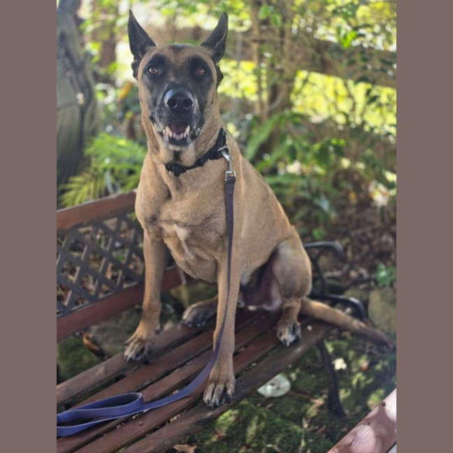 Photo of Larry   4 Year Old Belgian Shepherd X