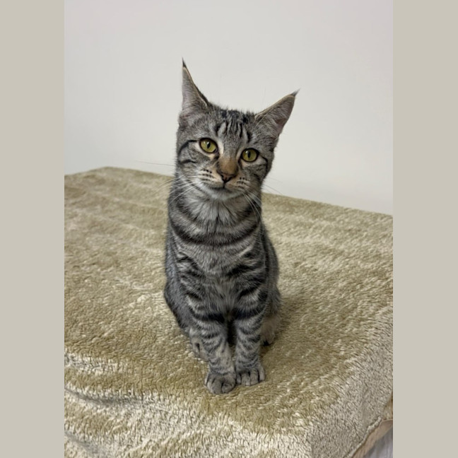 Photo of Blueberry