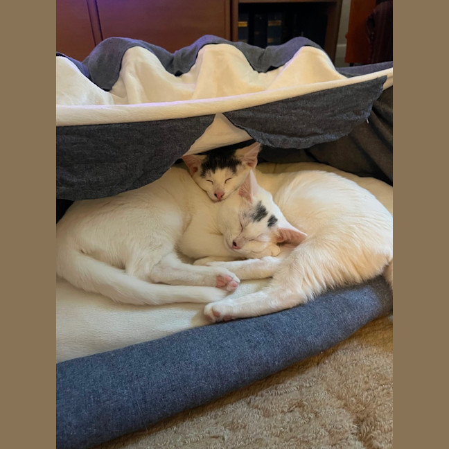 Photo of Indy & Daisy