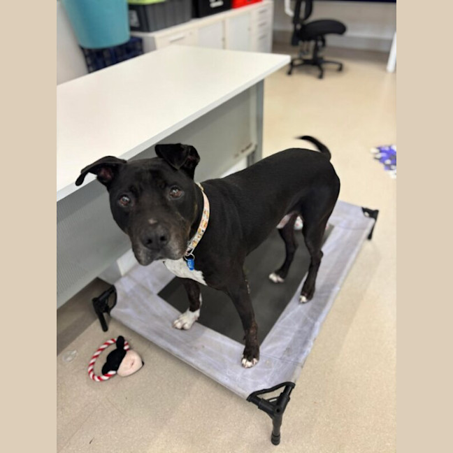 Photo of Denzel Woofington