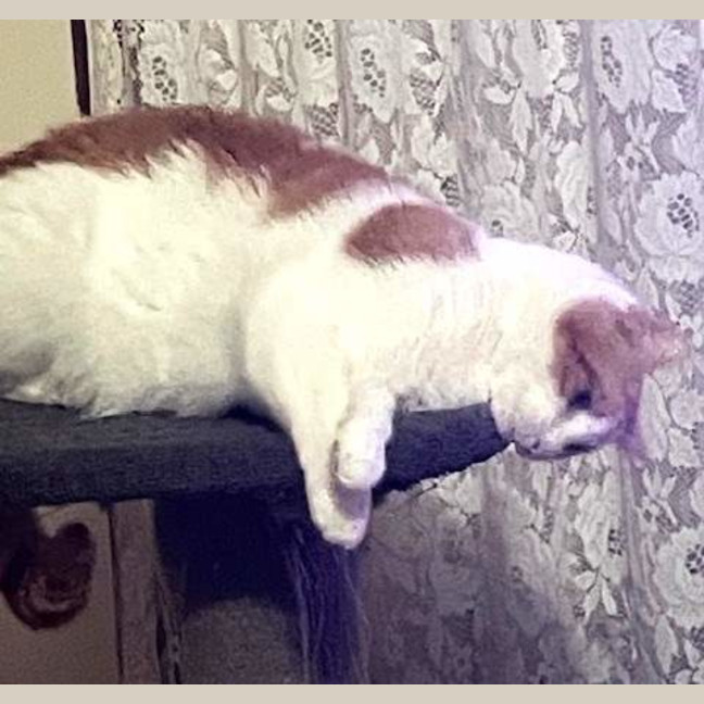 Photo of Valentino