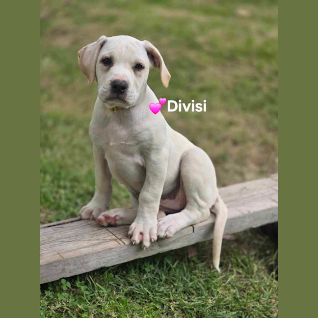 Photo of Violins Babies 🎻🐶