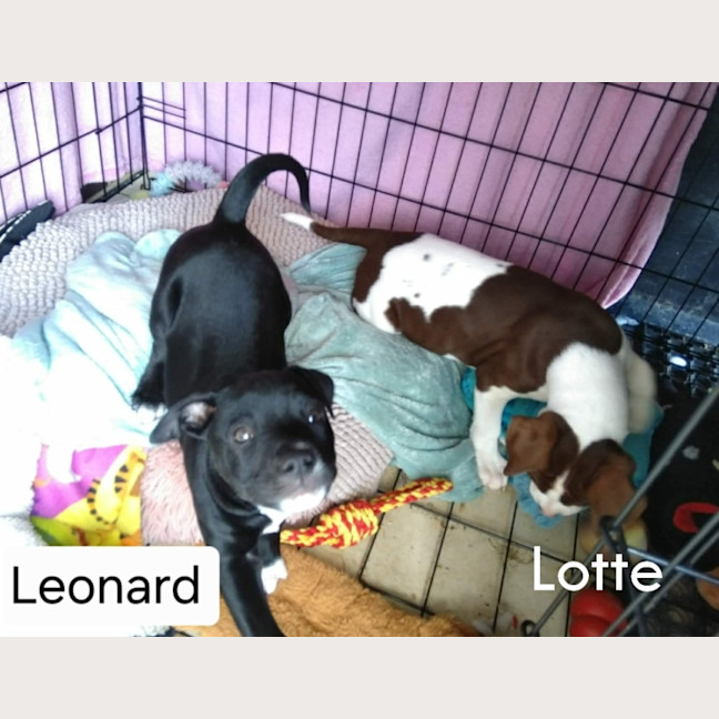 Photo of Lotte
