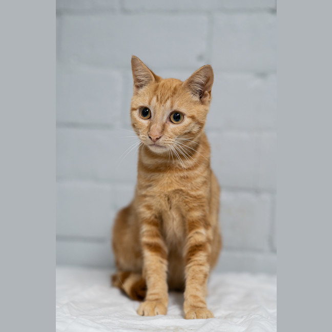 Photo of Honey