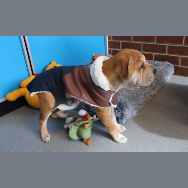 Photo of Whiskey