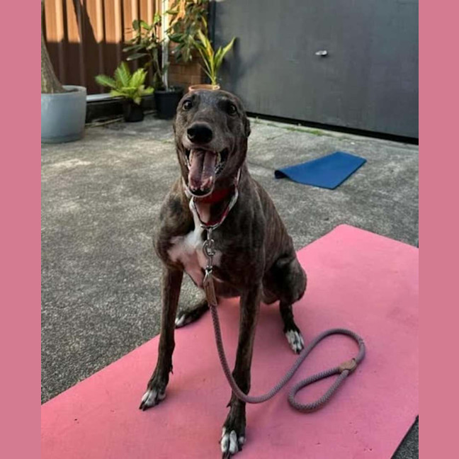 Photo of Tomi, The Greyhound