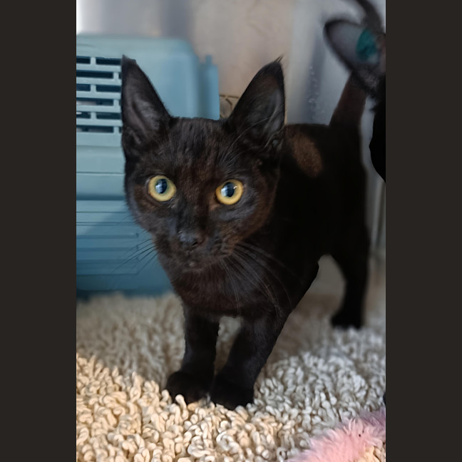 Photo of Little Bean