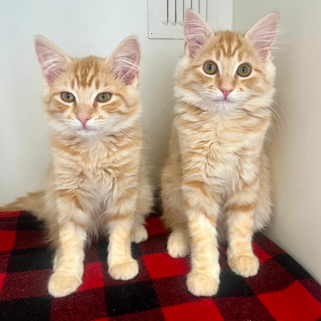 Photo of Taco & Nacho