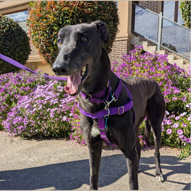 Photo of Jasper