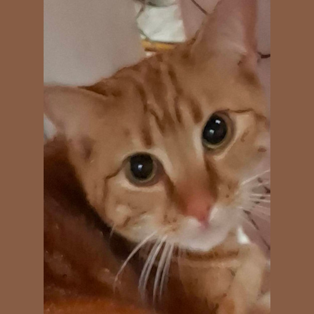 Photo of Bailey   Reduced Adoption Fee 