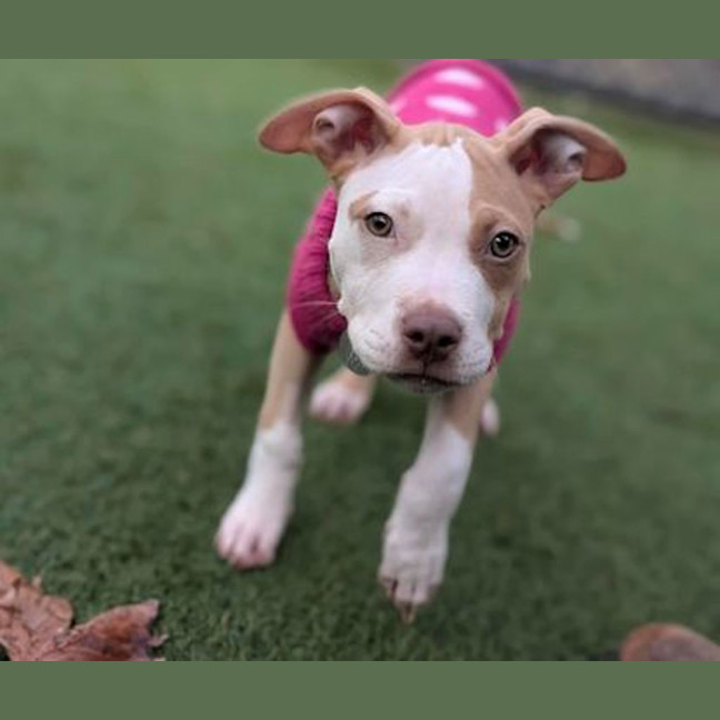 Photo of Trixie