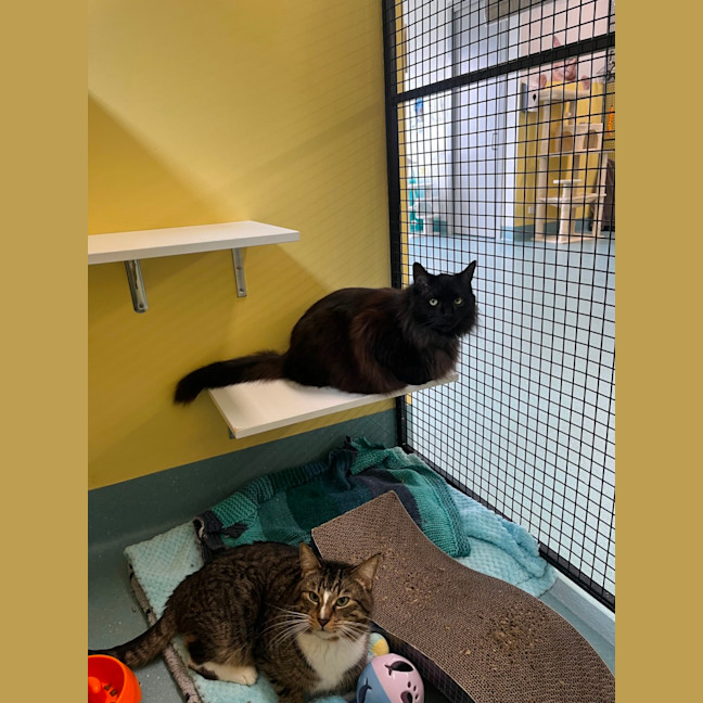 Photo of Anakin & Alfred (Bonded)