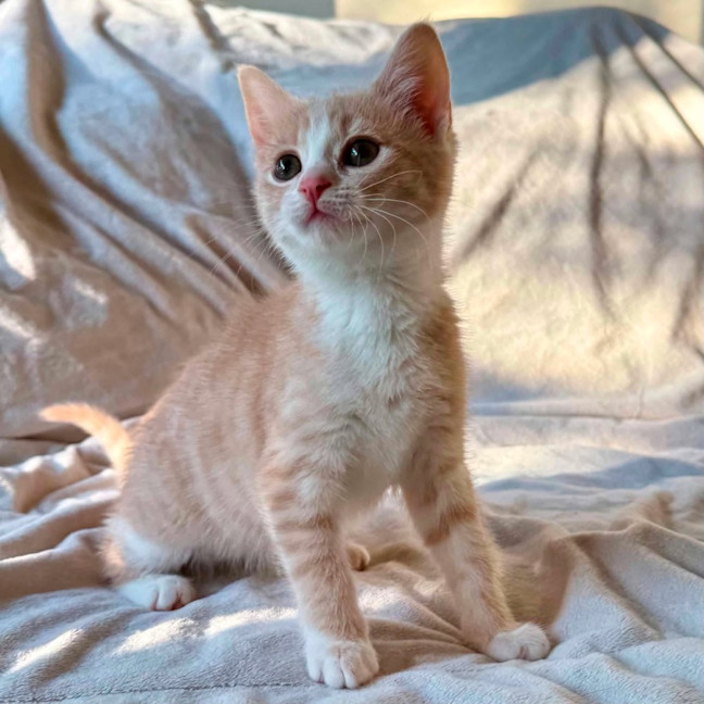 Photo of Madame Mandarine   In Foster Care In Bentleigh