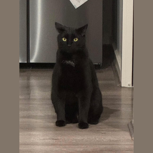 Photo of Otis