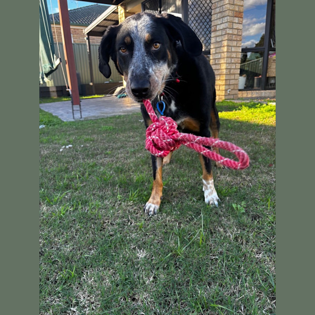 Photo of Luxi *$250 Adoption Fee*