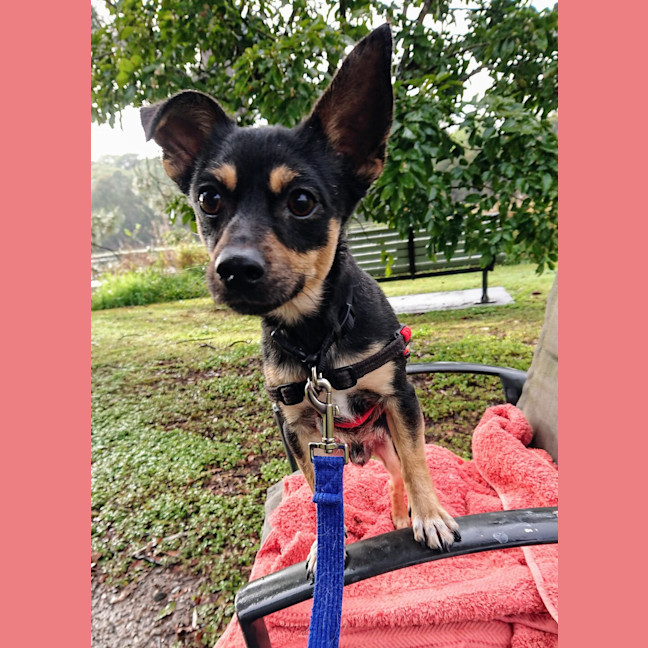 Photo of Charlie