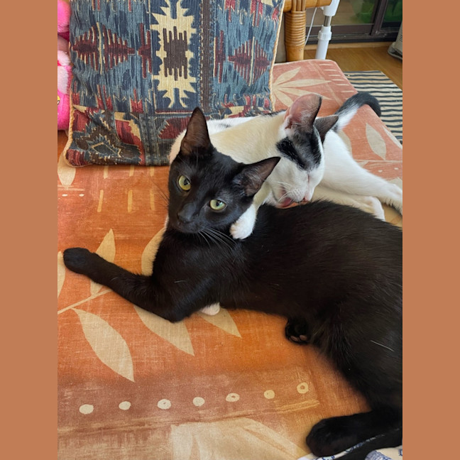 Photo of Sir Cuddles A Lot   6 Month Old Domestic Sh