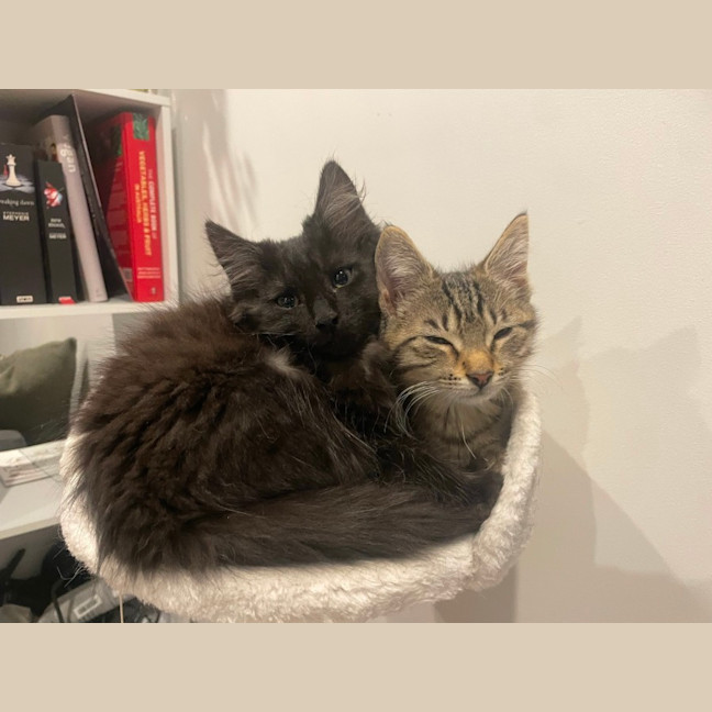 Photo of Comet ☄️
