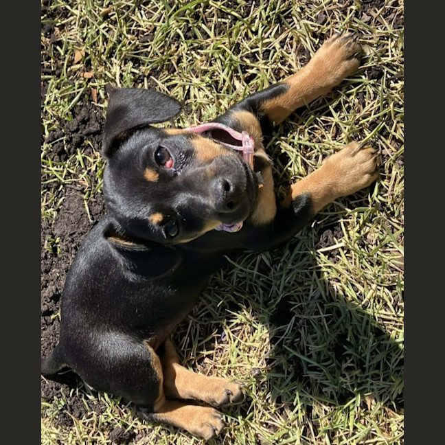 Photo of Mabel, Pug X Dachshund X French Bulldog Puppy