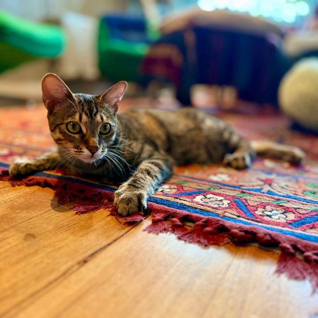 Photo of Treat   Located In Brunswick East