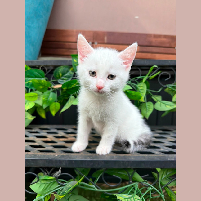 Photo of Cotton 🤍