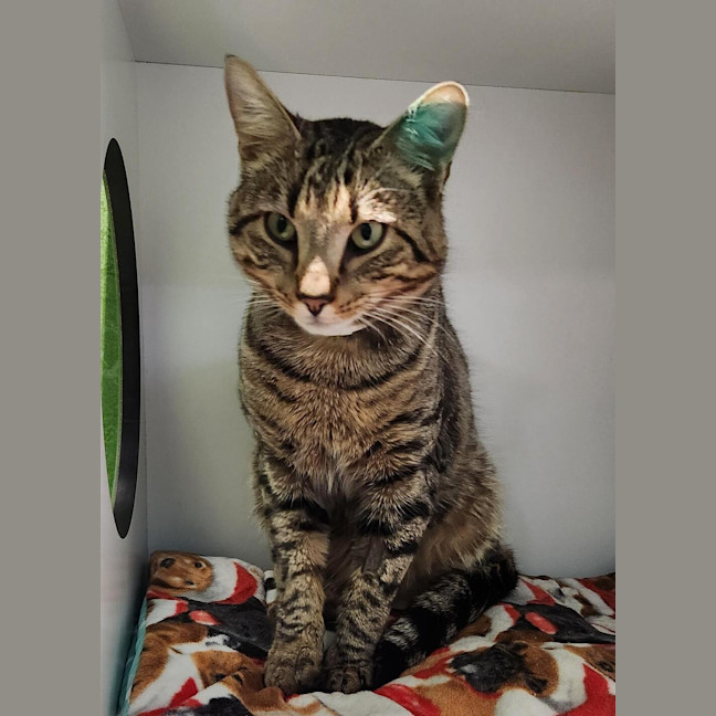 Photo of Asiago