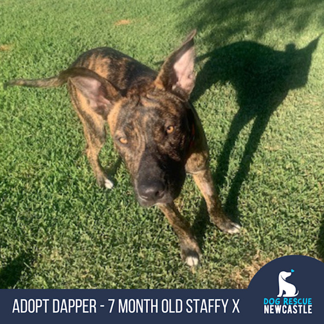 Photo of Dapper   7 Month Old Staffy X
