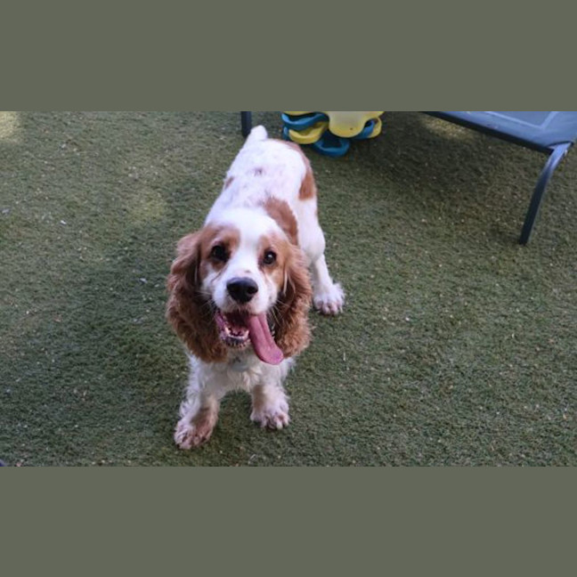 Photo of Lockie