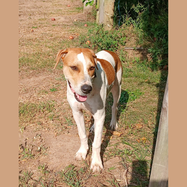 Photo of Merlin