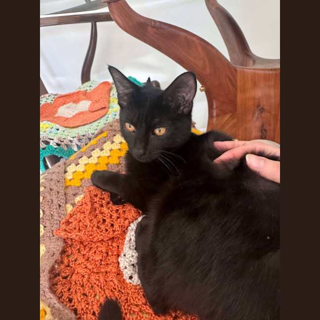 Photo of Draco   Located In Hawthorn East