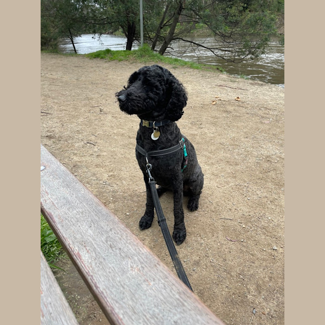 Photo of Bella