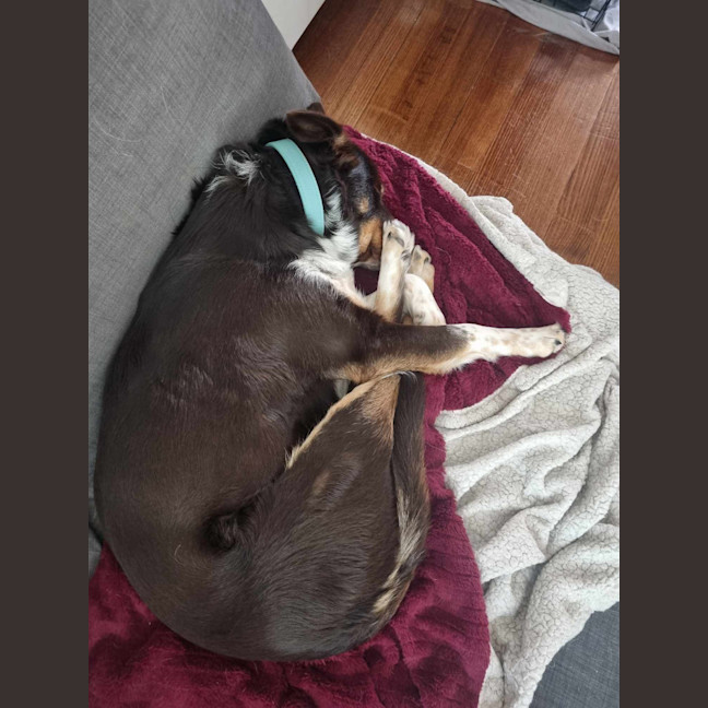 Photo of Lacey
