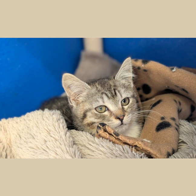 Photo of Bluey