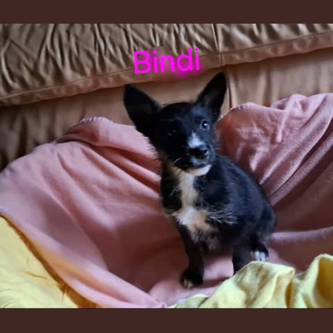 Photo of Bindi