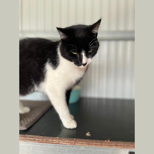Photo of Archie