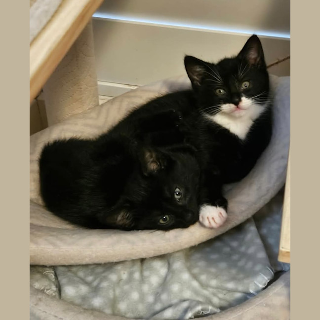 Photo of Maverick *9 Lives Project Rescue*