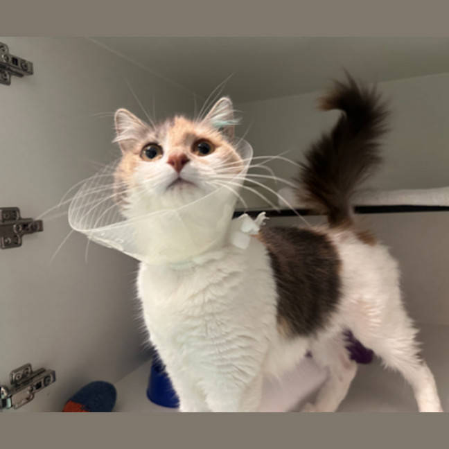 Photo of Izzy