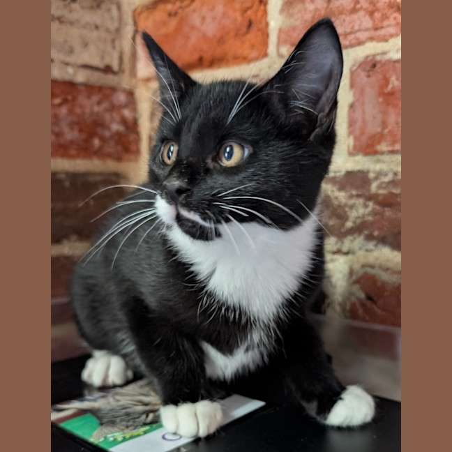 Photo of Buster