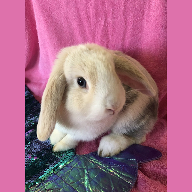 Photo of Muesli (Bonded With Oat)