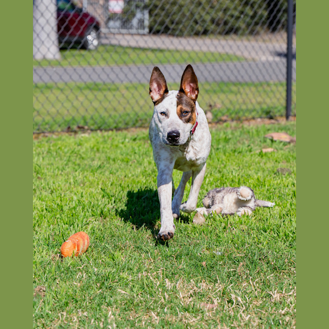 Photo of Toby