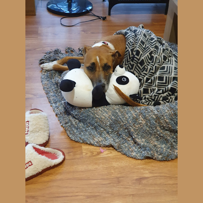 Photo of Frankie
