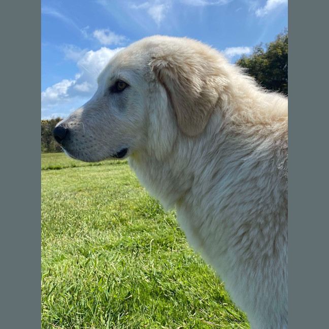 Photo of Lollie