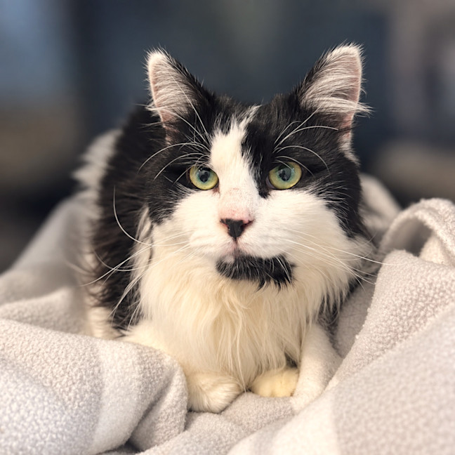 Photo of Ares