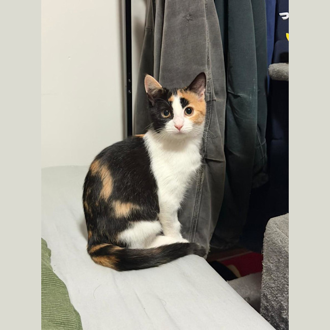Photo of Poppy