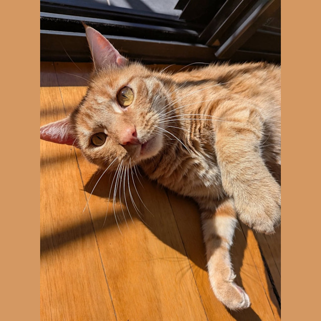 Photo of Ralphie 