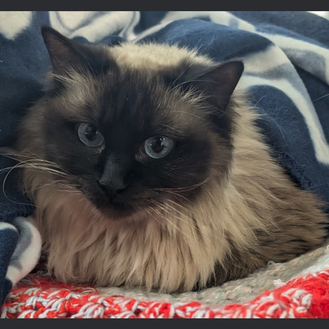 Photo of Fleas Witherspoon (Fleur)