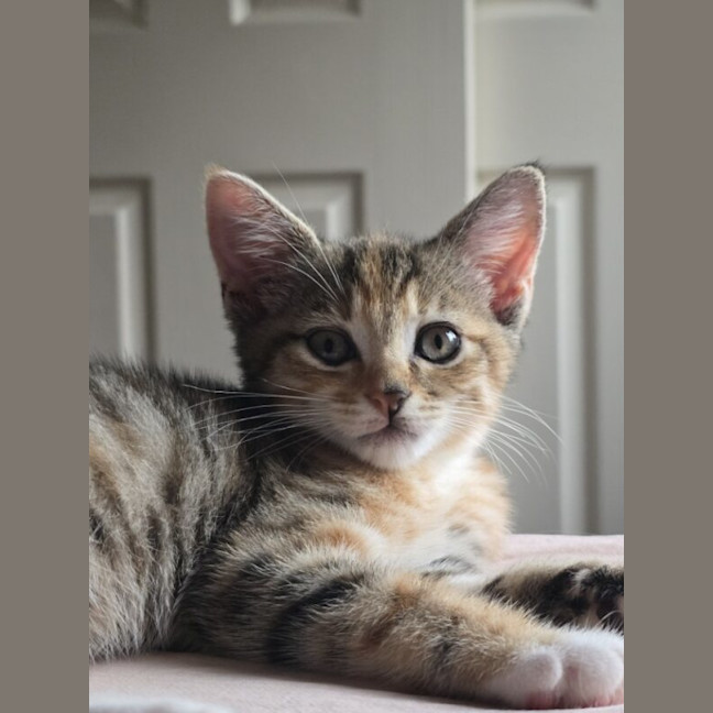 Photo of Saffron